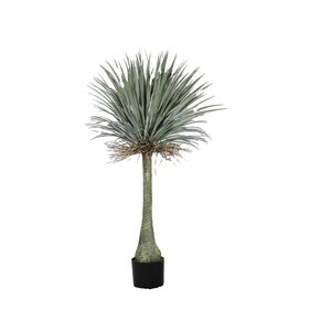 Planta em Vaso de Cimento +PE ferro+150cm-Avida