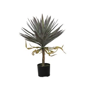 Planta em Vaso de Cimento+PE ferro+75cm-Avida