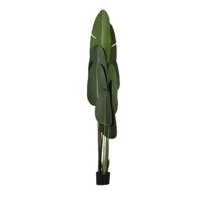 Planta em Vaso de Seda PE+ferro+cimento 210cm-Avida