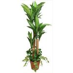 Planta Artif Dracaena 120cm  B121kq-abmiroc ABMIROC