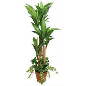 Planta Artif Dracaena 120cm  B121kq-abmiroc ABMIROC