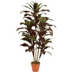 Planta Artif Dracaena 150cm Ap039kg-abmiroc ABMIROC