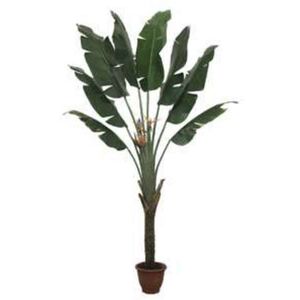 Planta Artif Palmeira Leque 240cm Ap038kb-abmiroc ABMIROC